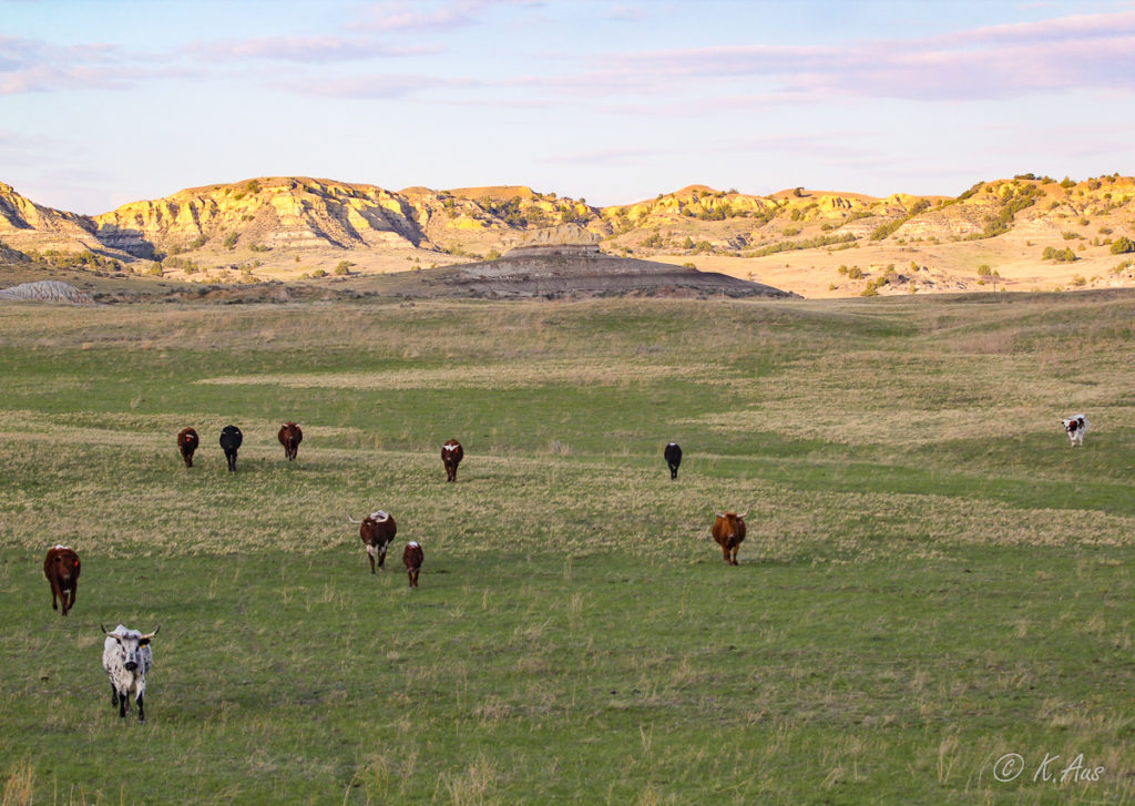 Pregnant Longhorn cows in a green pasture with badlands in the background