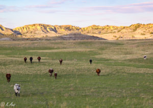 Longhorn cattle in a green pasture with badlands in the background